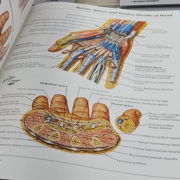 Atlas of Human Anatomy by Frank H. Netter & Anatomy Interactive CD - Picture 8 of 10